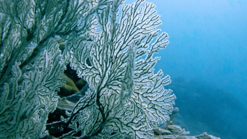 a close up of a seaweed on a coral reef