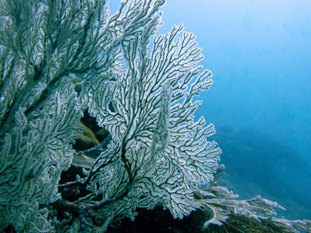 a close up of a seaweed on a coral reef