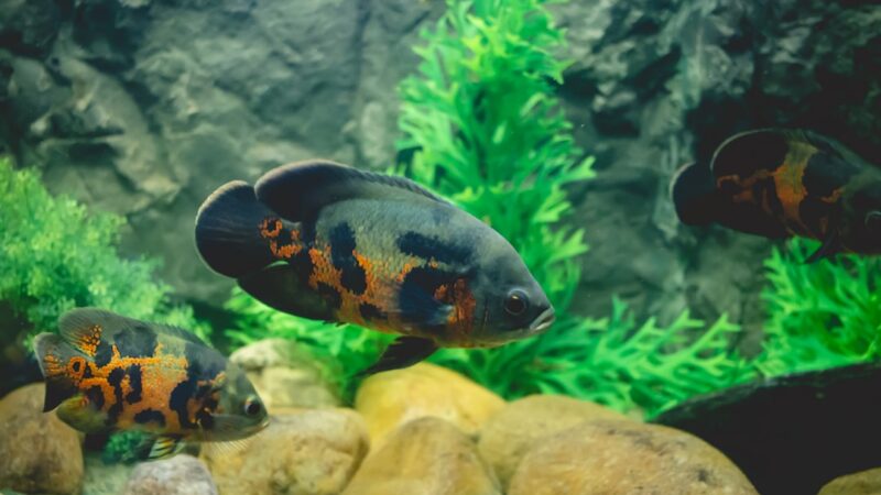 Oscar Fish Care Guide: The Intelligent Monster Pet
