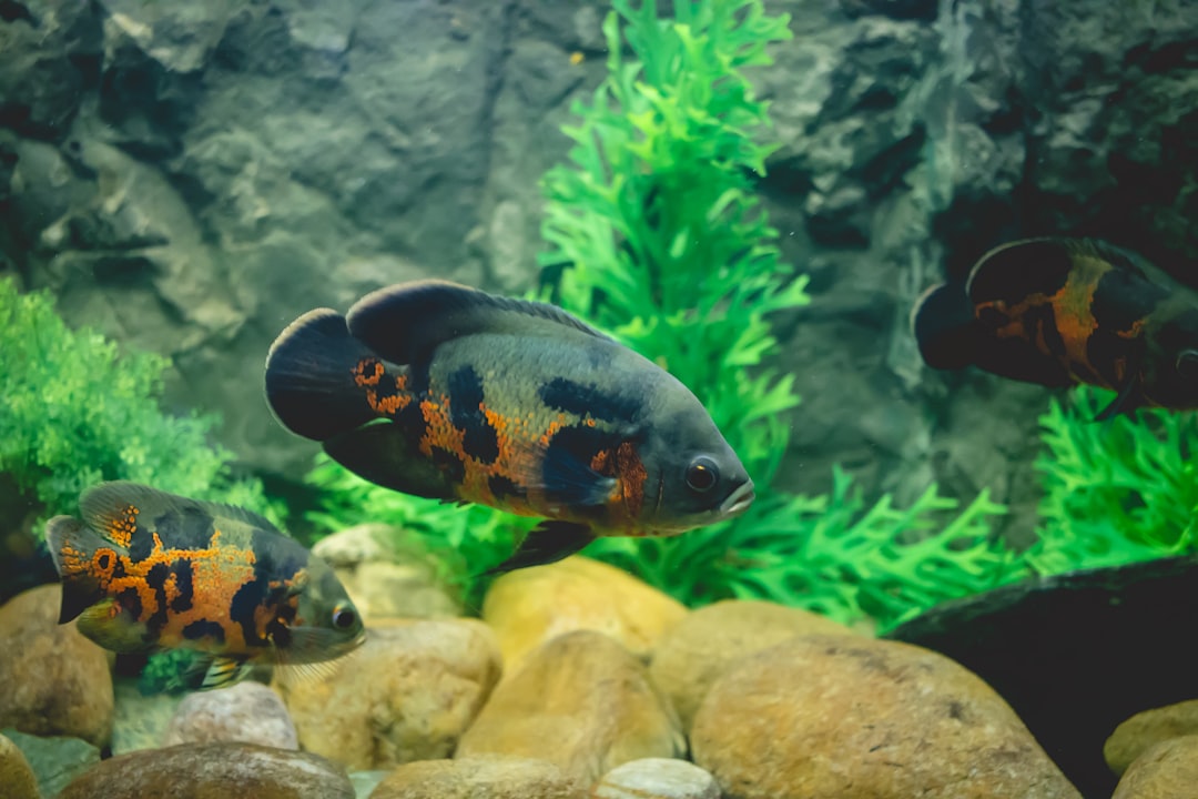 Oscar Fish Care Guide: The Intelligent Monster Pet
