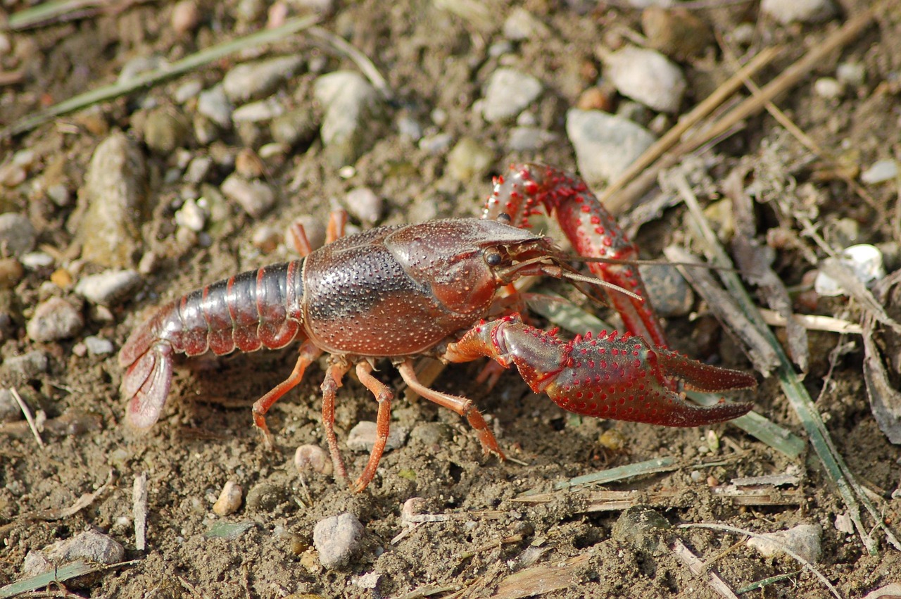 freshwater crayfish, shrimp killer, shrimp of louisiana, procambarus clarkii, claws, procambarus clarkii, procambarus clarkii