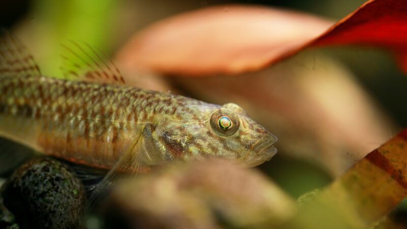 Otocinclus Affinis Care Guide: The Common Oto Deep Dive