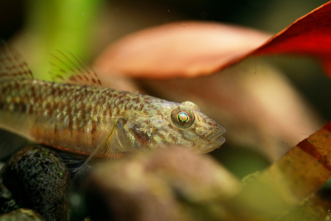 Otocinclus Affinis Care Guide: The Common Oto Deep Dive