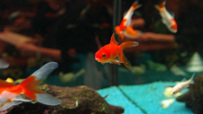 fishes, goldfish, freshwater fish, carp fish, cyprinidae, aquarium, sarasa, japanese breeding form, cultivated form, nature,