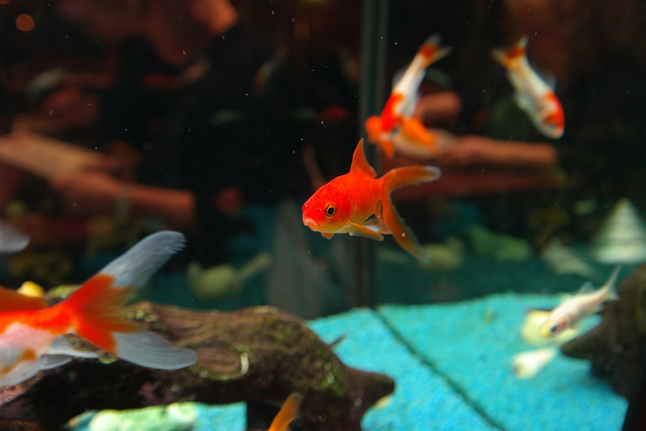 fishes, goldfish, freshwater fish, carp fish, cyprinidae, aquarium, sarasa, japanese breeding form, cultivated form, nature,