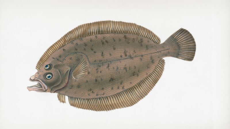 Otopharynx Lithobates Care Guide: Sulphur-Head Malawi Hap