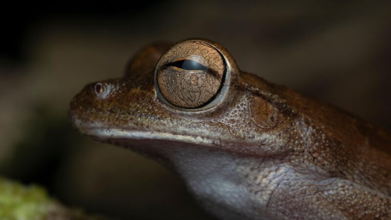 tree frog, frog, amphibian, animal, wildlife, nature, macro, portrait, frog, frog, frog, frog, frog, wildlife, portrait