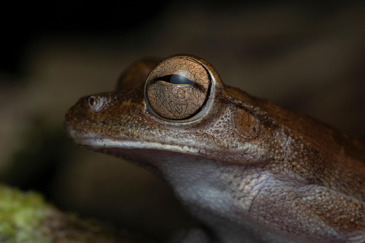 tree frog, frog, amphibian, animal, wildlife, nature, macro, portrait, frog, frog, frog, frog, frog, wildlife, portrait