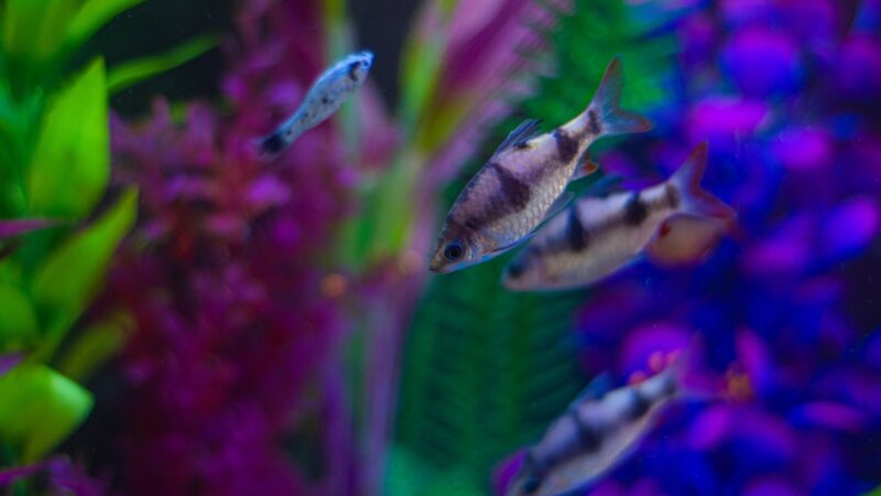 a group of fish swimming in an aquarium