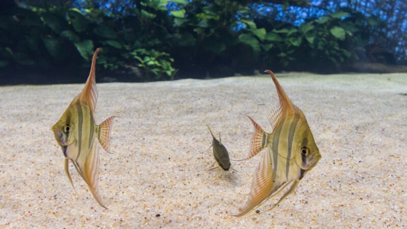 Paradise Fish Care Guide: The Original Tropical Fish