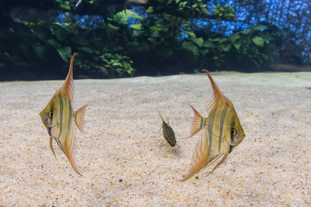 Paradise Fish Care Guide: The Original Tropical Fish