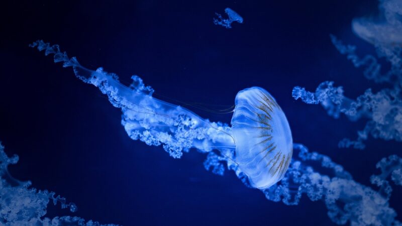jellyfish, sea jellies, sea, water, nature, aquarium, sea animals, jellyfish, jellyfish, jellyfish, jellyfish, jellyfish, sea