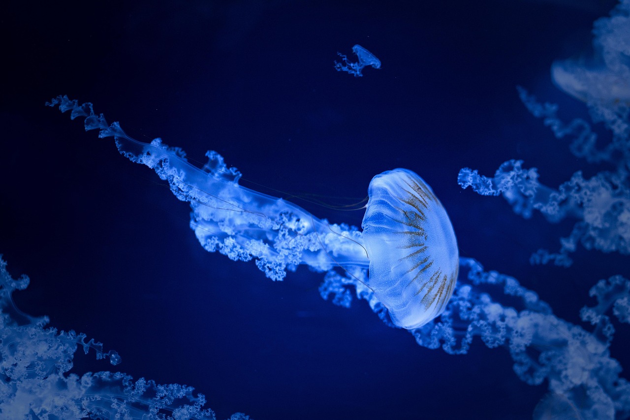 jellyfish, sea jellies, sea, water, nature, aquarium, sea animals, jellyfish, jellyfish, jellyfish, jellyfish, jellyfish, sea