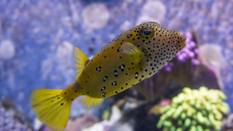 pea puffer breeding aquarium fish — featured image for pea puffer breeding guide