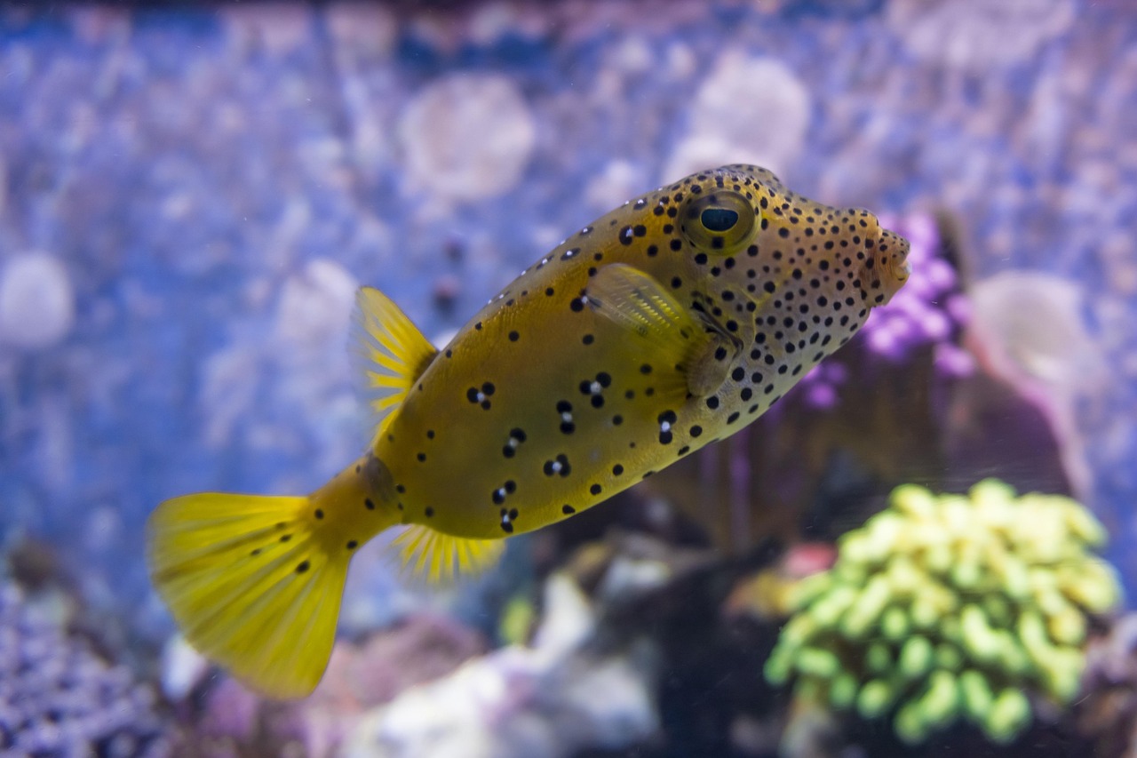 pea puffer breeding aquarium fish — featured image for pea puffer breeding guide