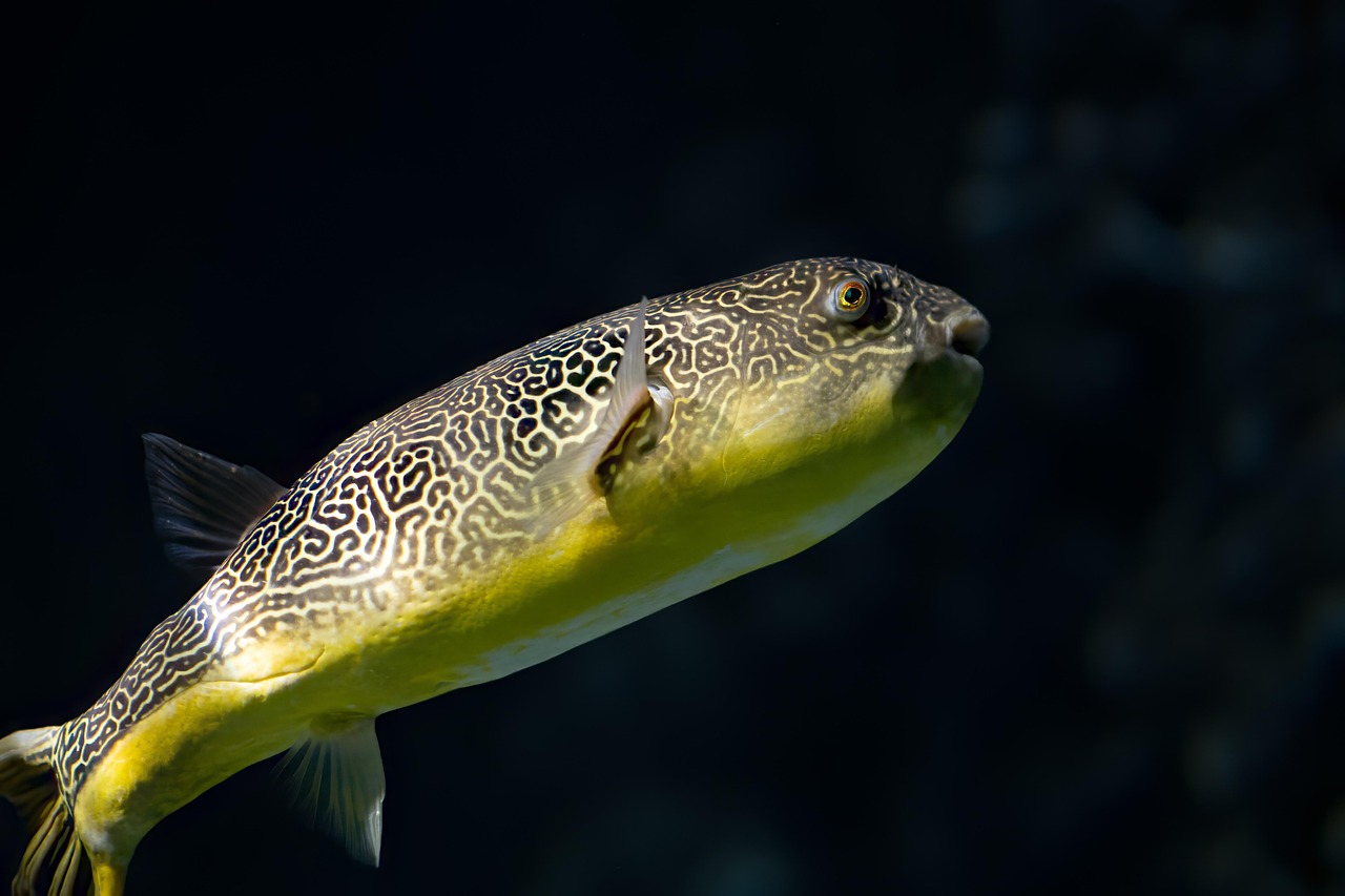 Pea Puffer Care Guide: Carinotetraodon Travancoricus the Tiny Freshwater Puffer
