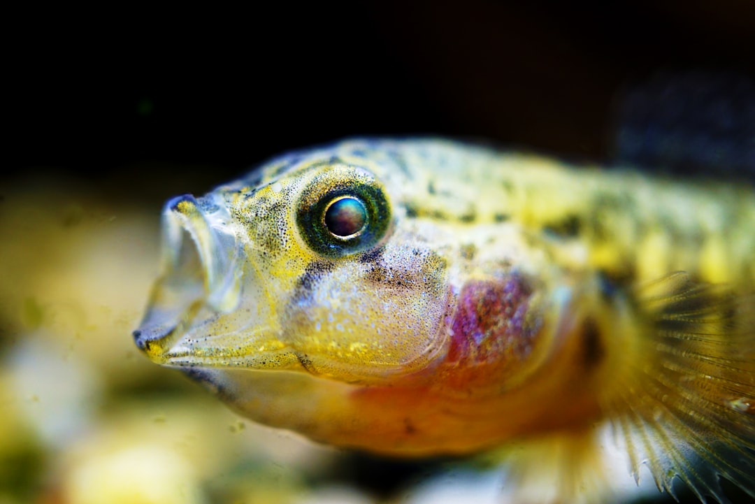 Peacock Cichlid Care Guide: Vibrant Colours From Lake Malawi