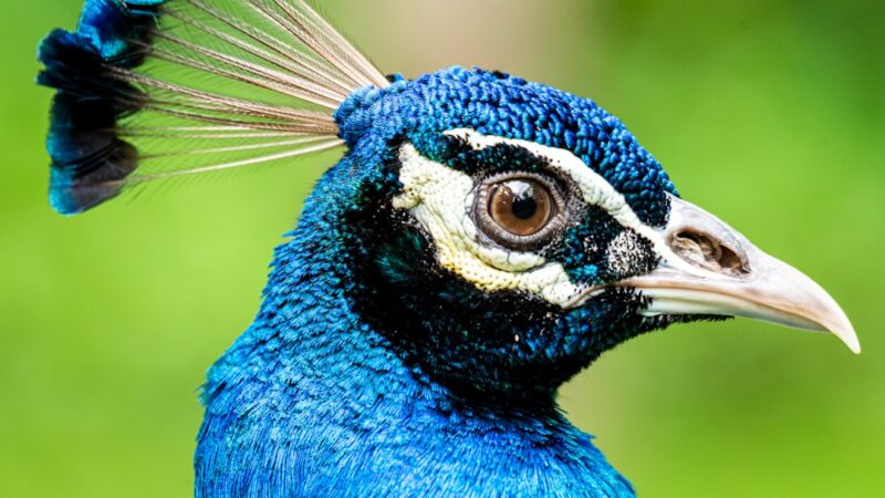 Peacock Gudgeon Care Guide: The Colourful Micro Predator