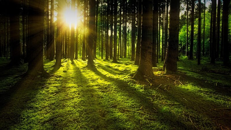 trees, moss, forest, sunlight, sunrays, sunbeams, woods, woodlands, glade, undergrowth, nature, sun, rays, greenery, lush, ve