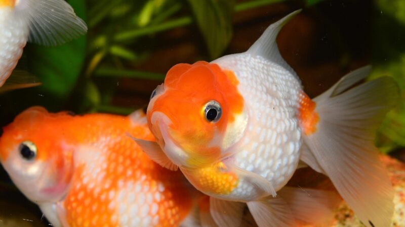 goldfish, flakes of pearl, red fish, aquarium, carassius auratus, goldfish, goldfish, goldfish, goldfish, goldfish