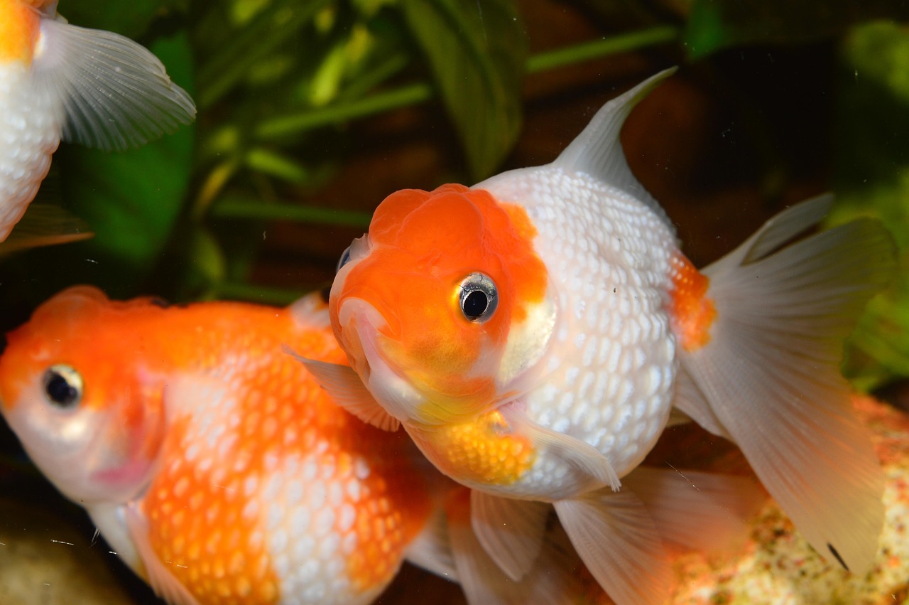 goldfish, flakes of pearl, red fish, aquarium, carassius auratus, goldfish, goldfish, goldfish, goldfish, goldfish