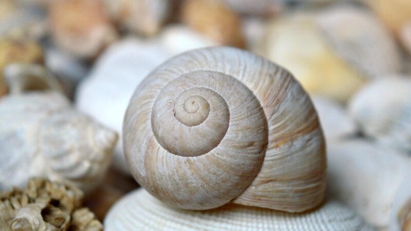 shellfish, mollusc, scallop, shell spiral, crustaceans, sleeve, nature, maritime, summer, vacation, to travel, texture, aquat