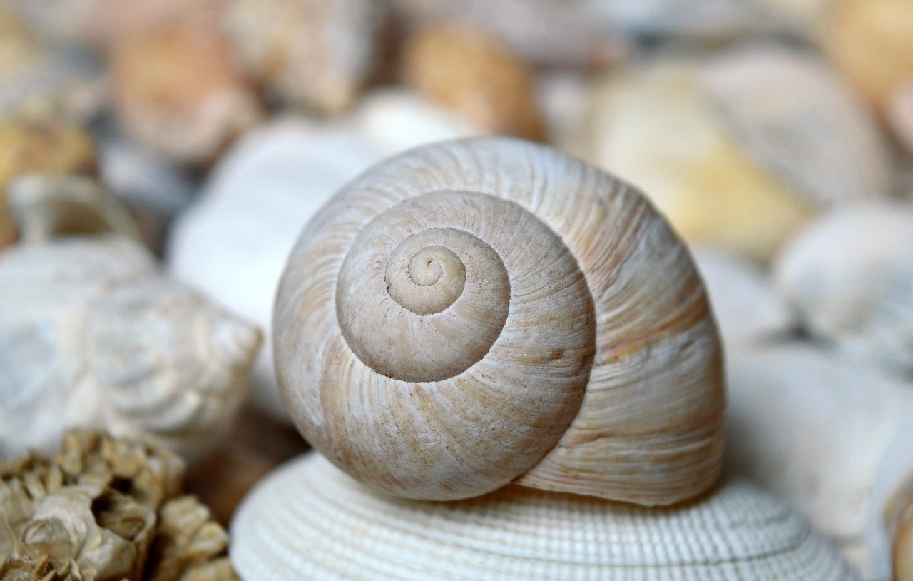 shellfish, mollusc, scallop, shell spiral, crustaceans, sleeve, nature, maritime, summer, vacation, to travel, texture, aquat