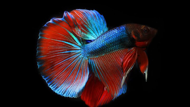 nature, siamese, aquarium, color, animal, tail, betta, pet, fish, beautiful, motion, aquatic, fighting, isolated, beauty, col