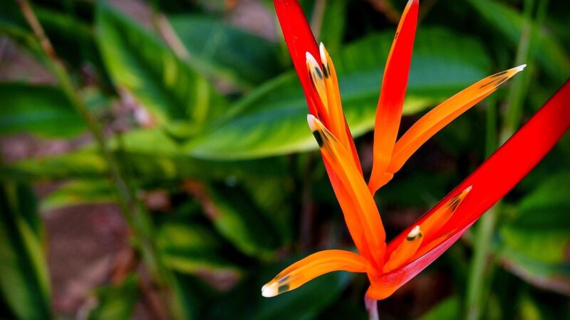 heliconia psittacorum, nature, amazon, exotic plant, plant