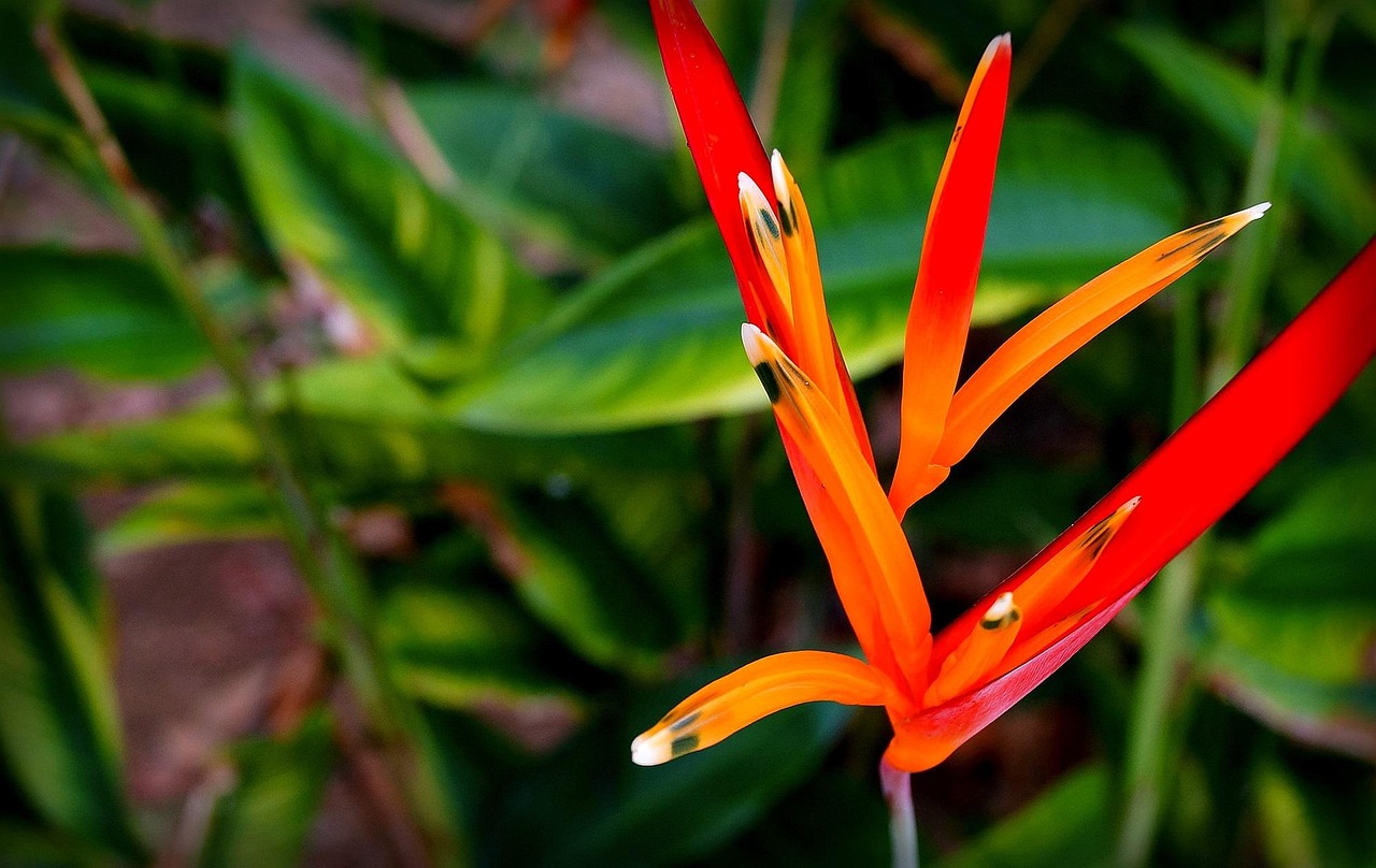 heliconia psittacorum, nature, amazon, exotic plant, plant
