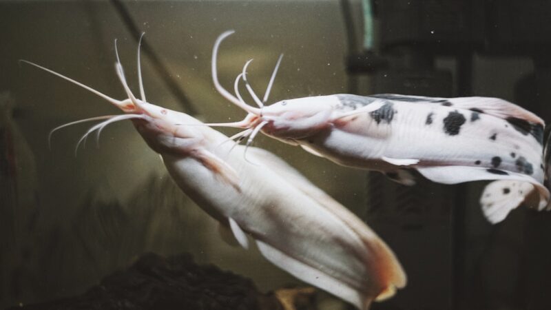 Pictus Catfish Complete Care Guide: Pimelodus pictus
