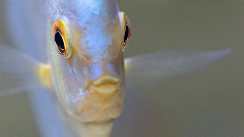discus, fish, aquarium, nature, freshwater, underwater, pet, animal, macro, closeup