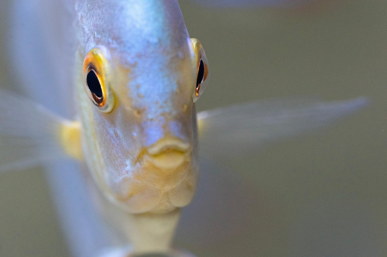 discus, fish, aquarium, nature, freshwater, underwater, pet, animal, macro, closeup