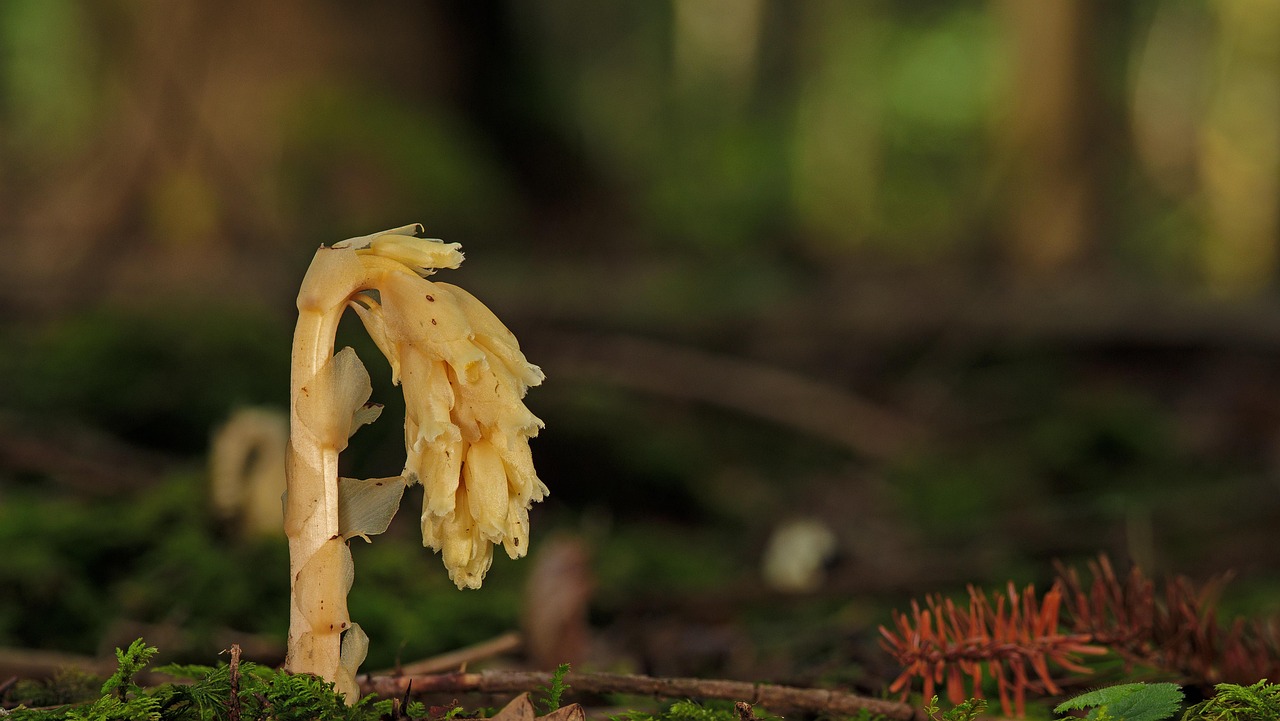 nest root, orchid, plant, parasite, parasitic, wild plants neottia nidus-avis, not photosynthetic orchid, nature, close up