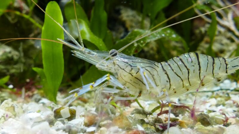 Pinto Shrimp Care Guide: Bold Patterns on Caridina