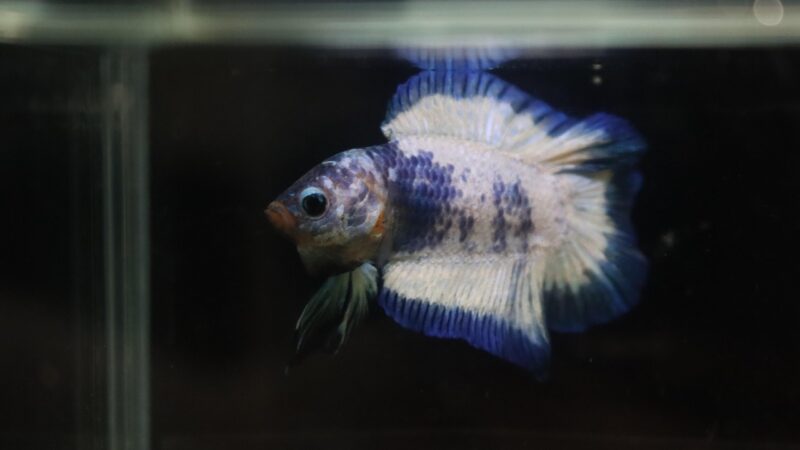 platinum halfmoon betta aquarium fish — featured image for platinum halfmoon betta care guide