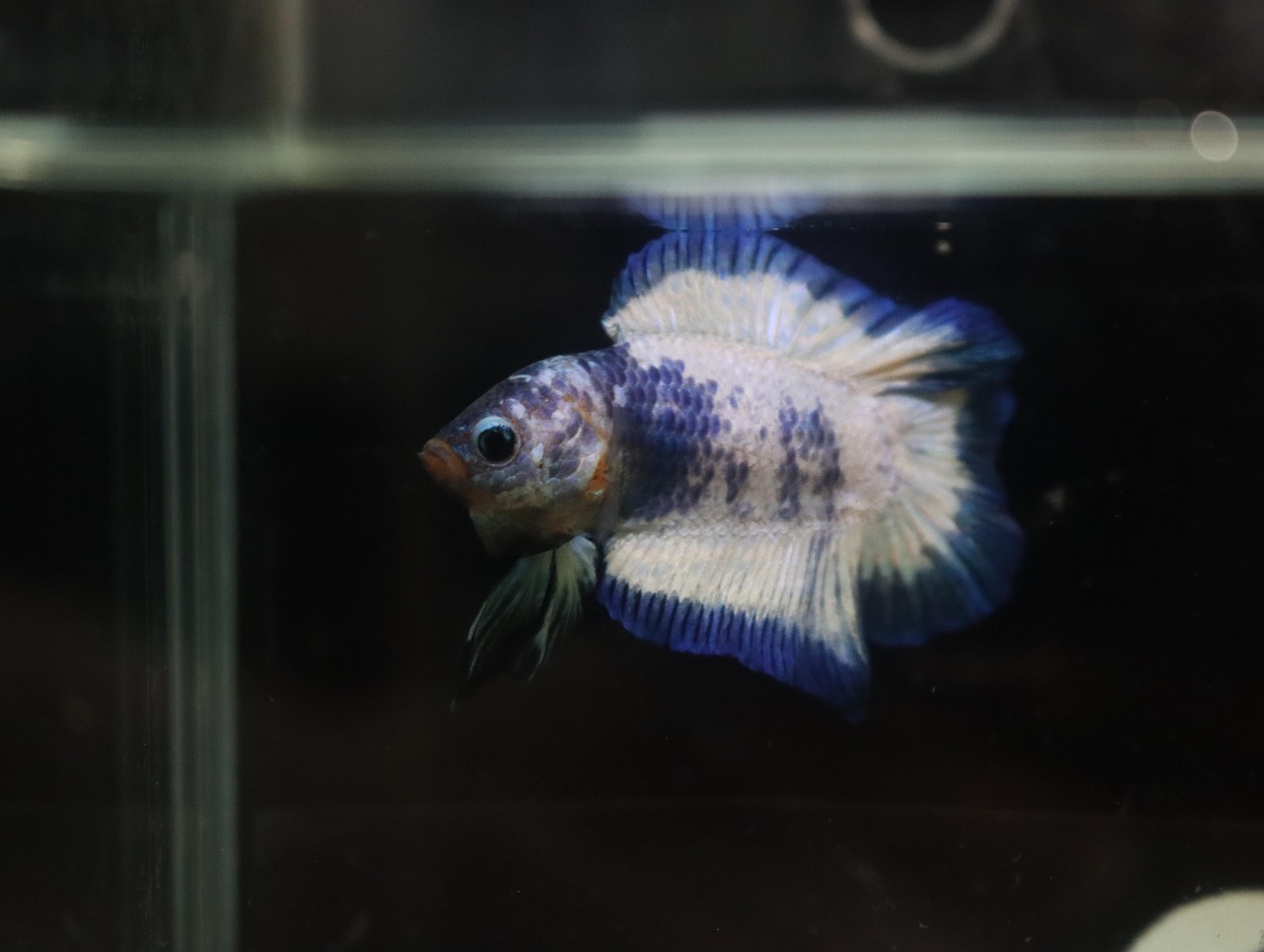 platinum halfmoon betta aquarium fish — featured image for platinum halfmoon betta care guide