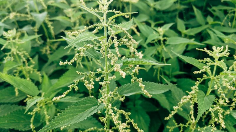 Pogostemon Erectus Care Guide: Needle-Leaf Green Towers