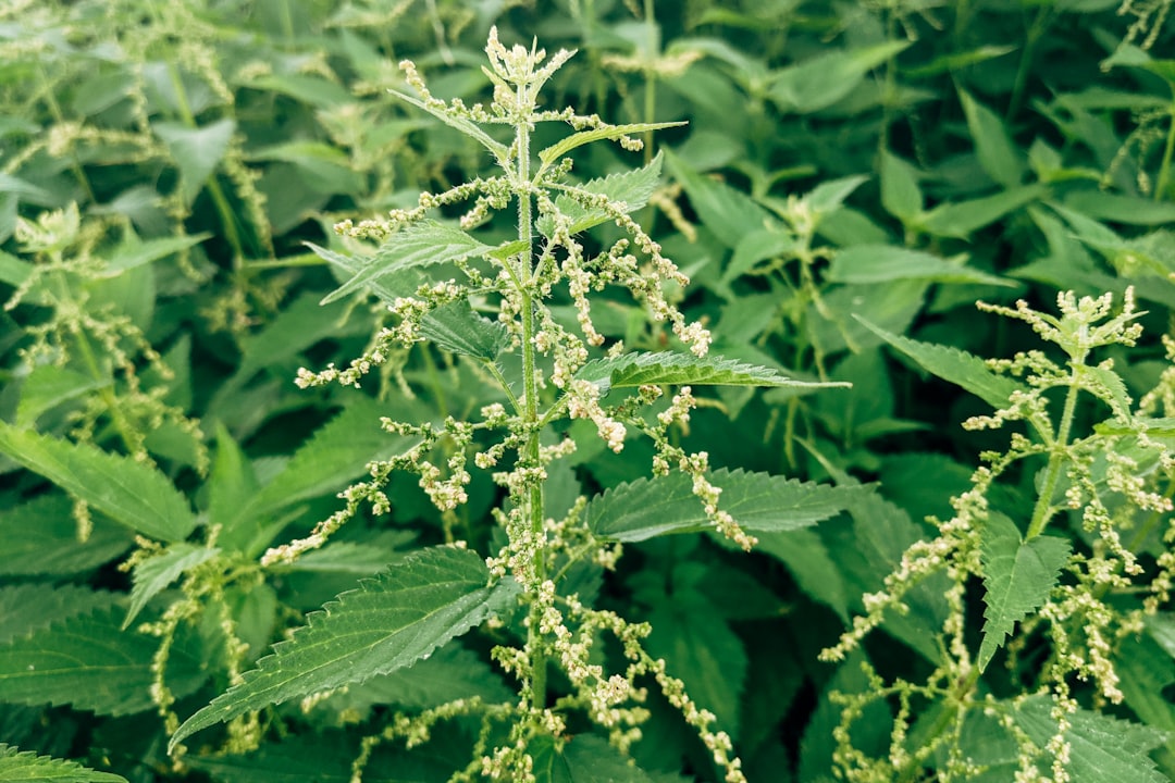 Pogostemon Erectus Care Guide: Needle-Leaf Green Towers