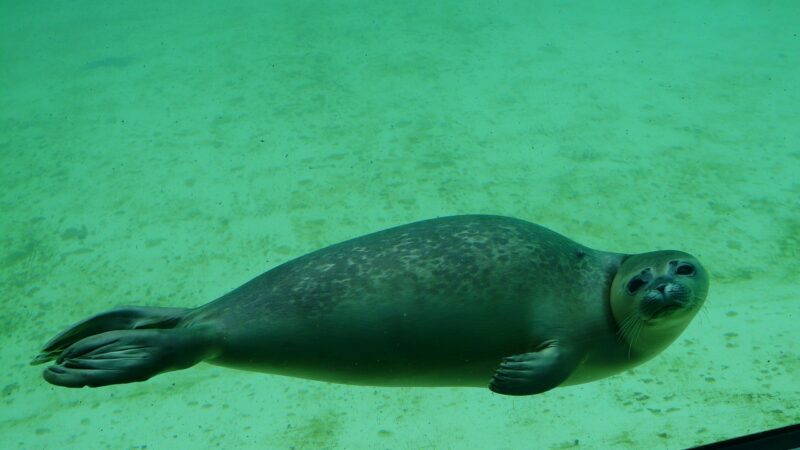 seal, phoca vitulina, aquarium, seal station, dog seal, care station
