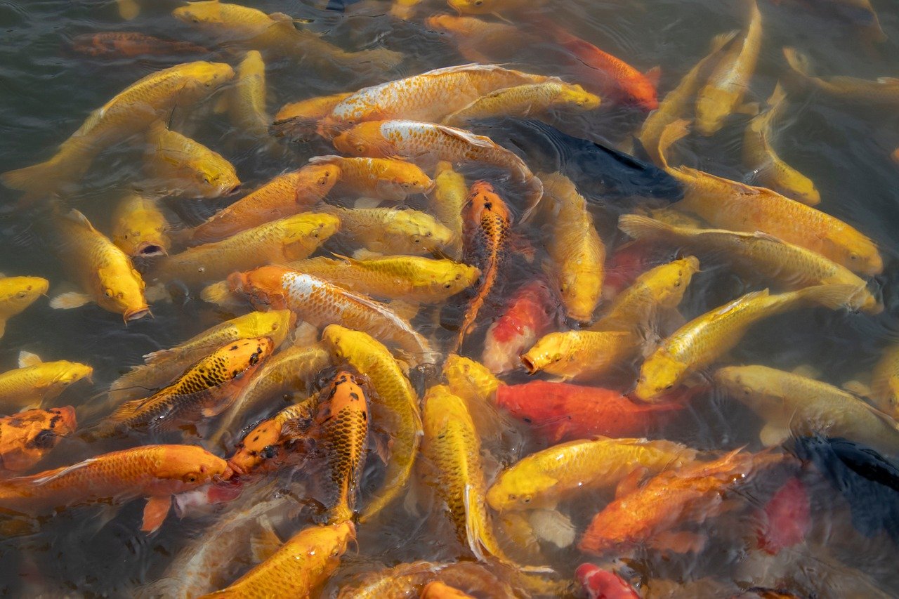 pond ich treatment vs koi pond — featured image for pond ich treatment vs aquarium guide