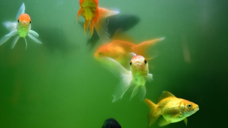 Pond String Algae Removal Guide: Barley Straw to Hand Pull