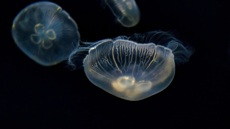 jellyfish, sea jellies, animals, sea life, marine life, ocean life, aquatic life, nature, aquarium, tentacles, osaka, japan