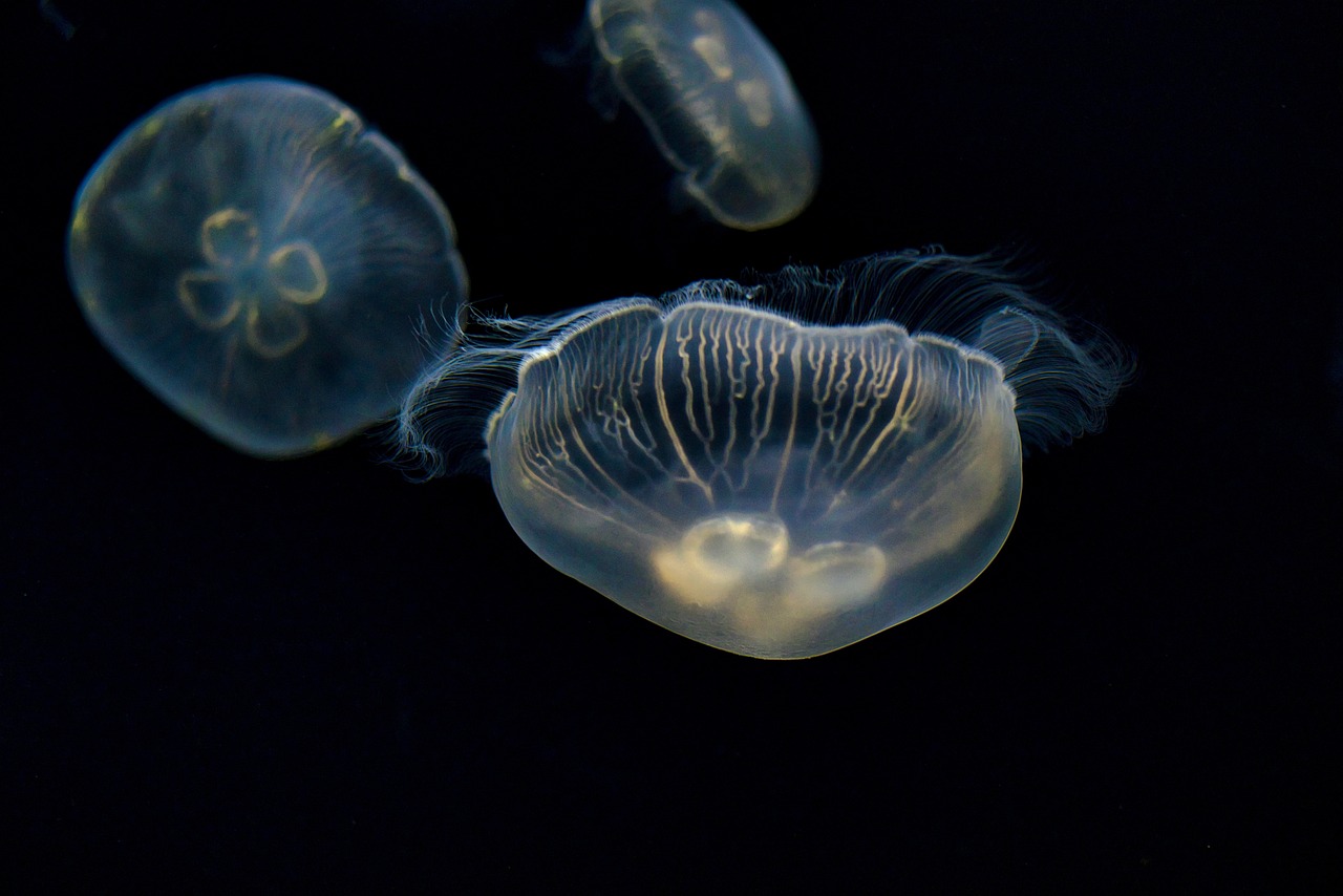 jellyfish, sea jellies, animals, sea life, marine life, ocean life, aquatic life, nature, aquarium, tentacles, osaka, japan