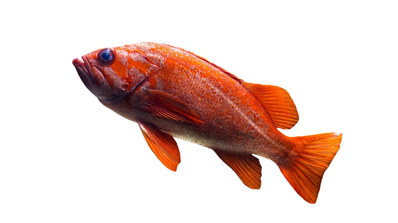 power cut 6 hour aquarium fish — featured image for power cut 6 hour aquarium response