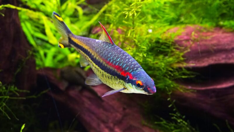 Dwarf Neon Rainbowfish Care Guide: Electric Blue Flash