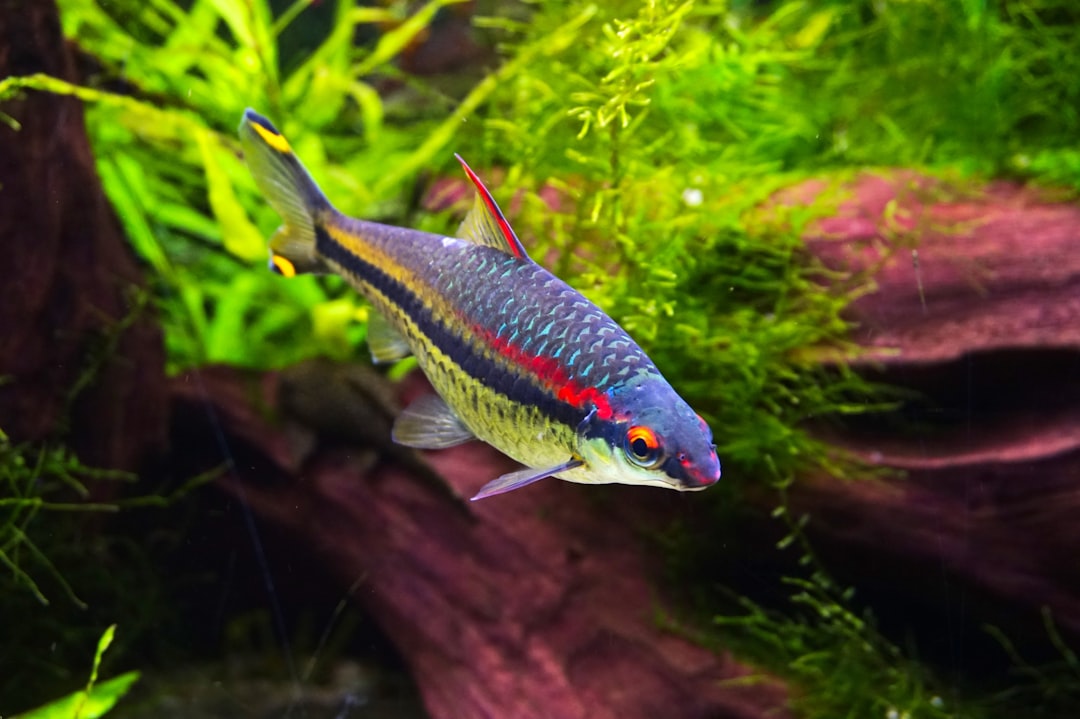 Dwarf Neon Rainbowfish Care Guide: Electric Blue Flash