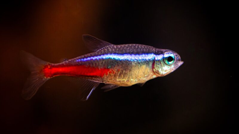 Pristella Tetra Care Guide: X-Ray Fish With Translucent Body and Yellow Fins