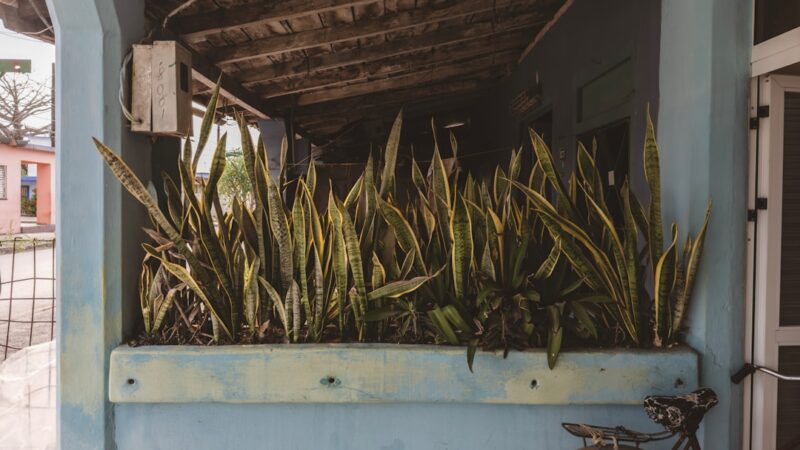 Proserpinaca Palustris Cuba Care Guide: Serrated Red Beauty