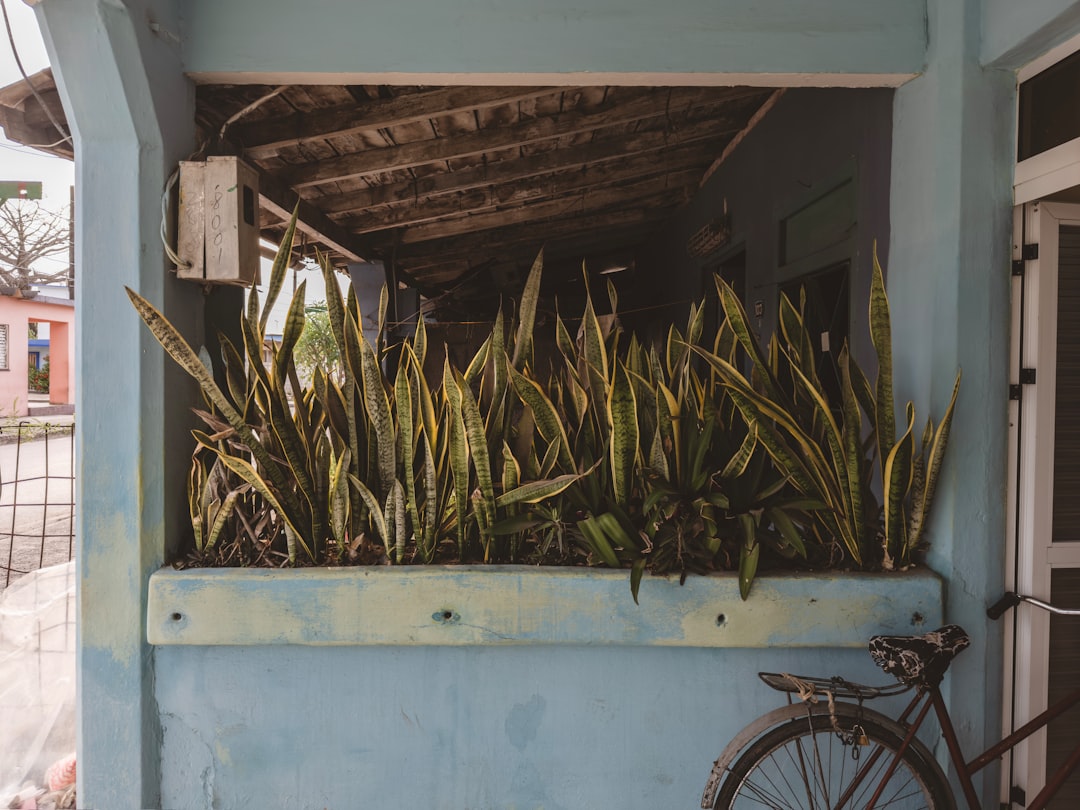 Proserpinaca Palustris Cuba Care Guide: Serrated Red Beauty